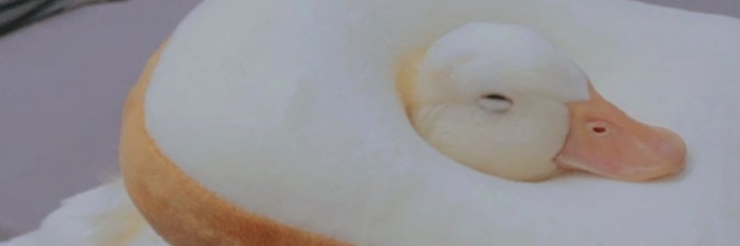 hap's banner