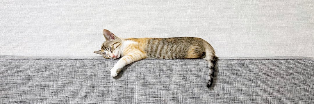 CAT LOVERS's banner