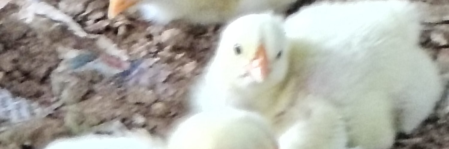 CHICK 🐥's banner