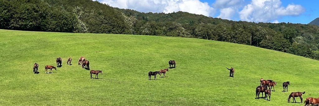 🐎K.KIMURA🐎URAKAWA's banner
