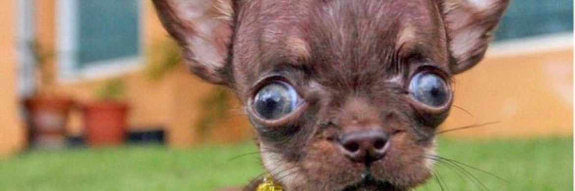 DaBoobietube's banner