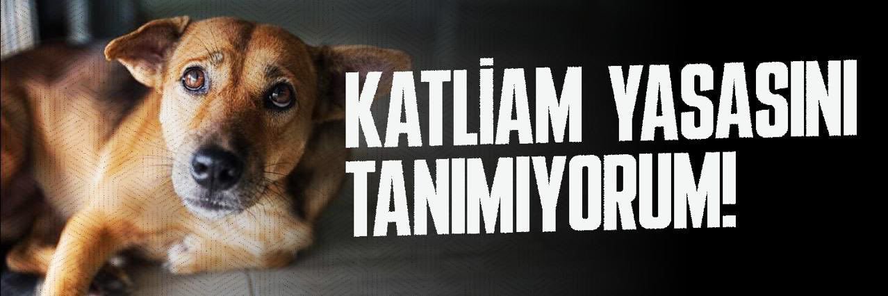 Tuğba Gürsoy's banner