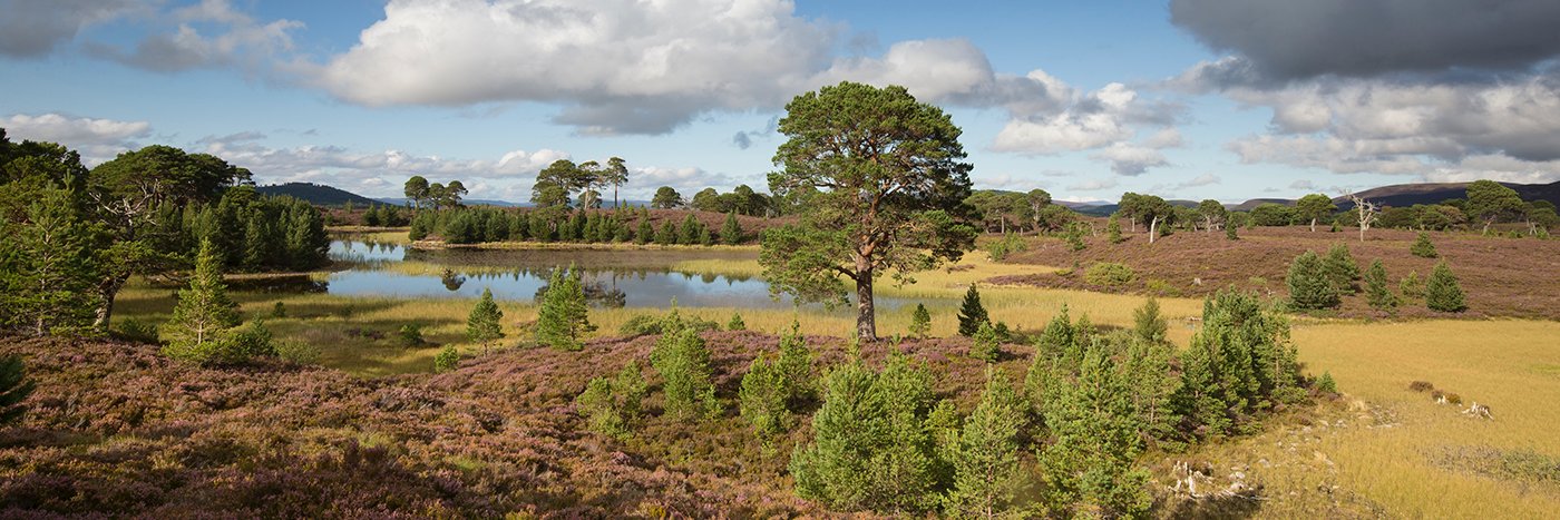 Cairngorms Connect's banner