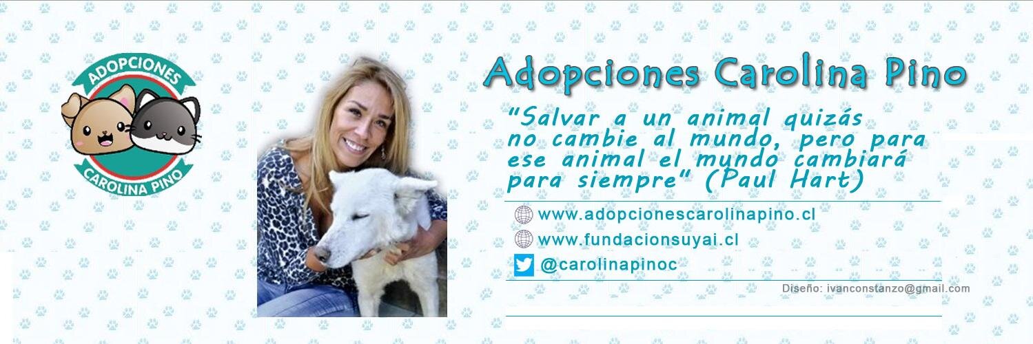 Caro 🌲 C.'s banner
