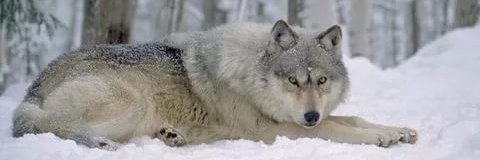 Волк Путина🐺.🇷🇺В миру Василий.'s banner