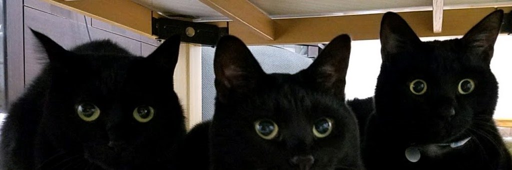 ひじき's banner