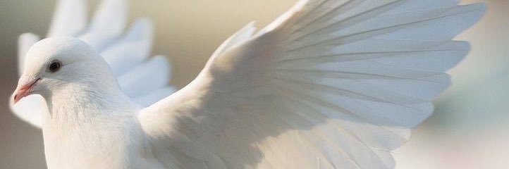 ❀ Amal ❀'s banner