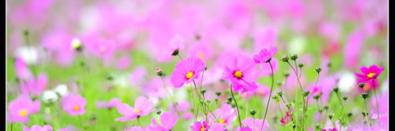 transgirl_Alina's banner