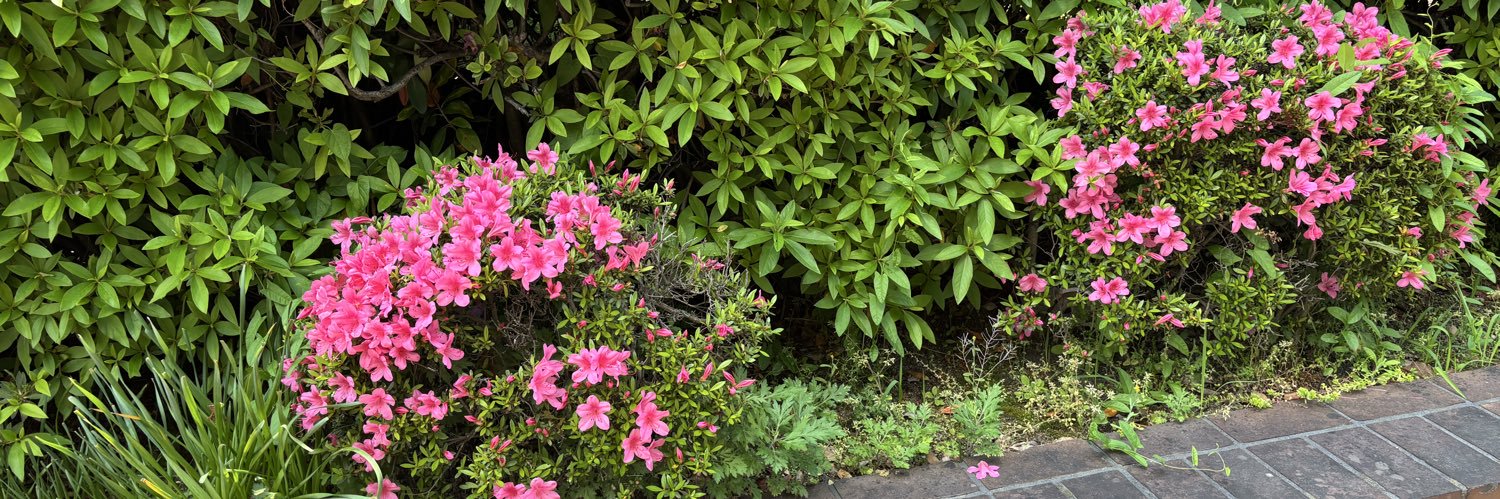 羽菜世あつこ ✨🤍✨泉健太 支持で私は幸せ✨🤍✨⛲️✨🤍✨'s banner
