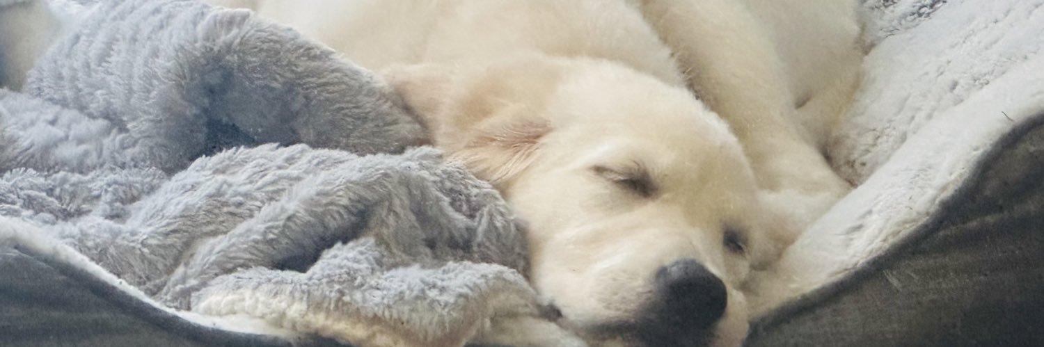 🐝 Bee_Bo's banner