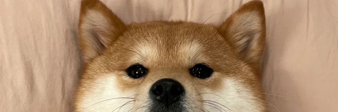 不吃鱼的小汪's banner