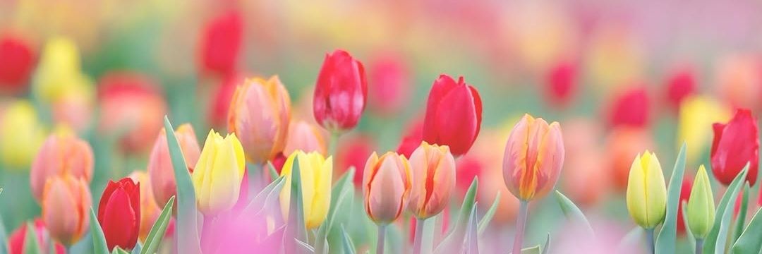 ❀࿔🌷Alejandra Pobeda❀࿔🪷♥️💯💯's banner