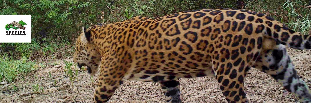 Programa de Conservación del Jaguarete en el Chaco's banner