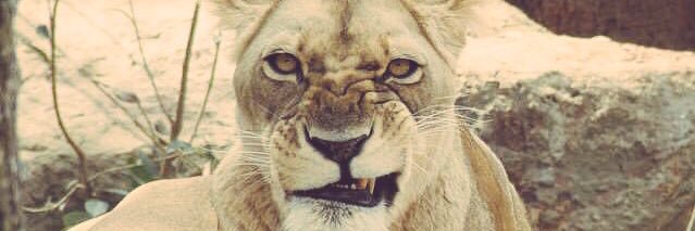 une lionne /حميراء's banner