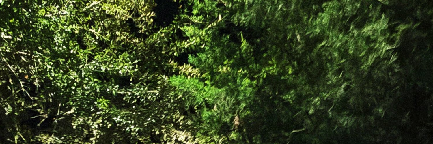 Rxseboy's banner