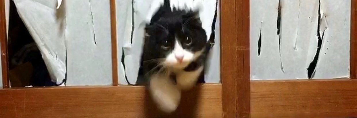 にゃんこまんま's banner