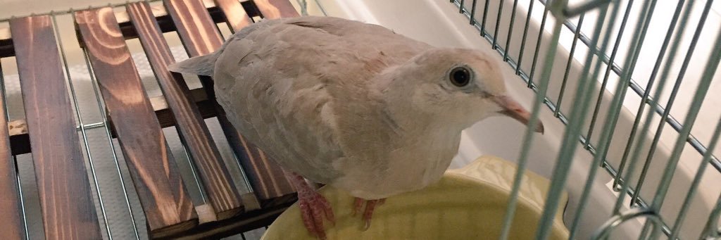 マイコウ🐦ふっふるーぐぅあ's banner