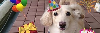 kinney愛🐶💕VICのママ's banner