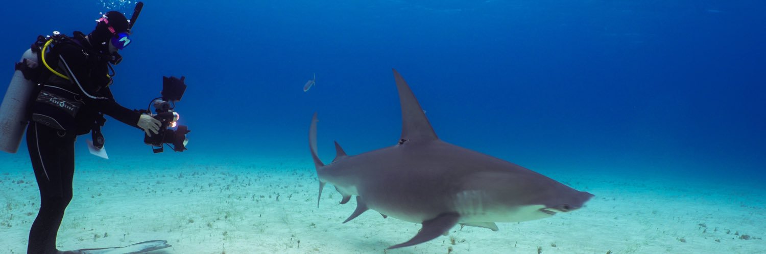 SharkmanDan 🦈's banner