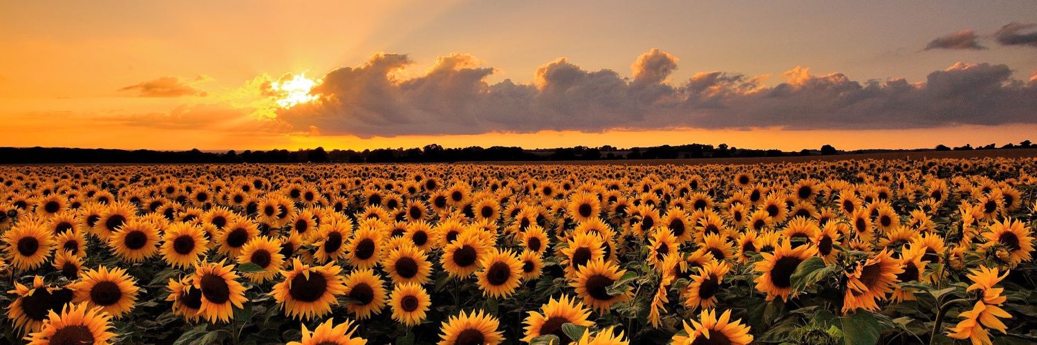 🌞's banner