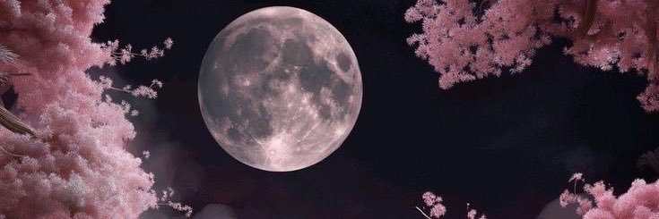Shania ❖'s banner