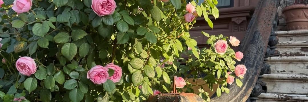 Ꭿglaia's banner
