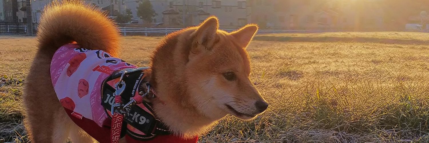豆柴なつ❤️ここ's banner