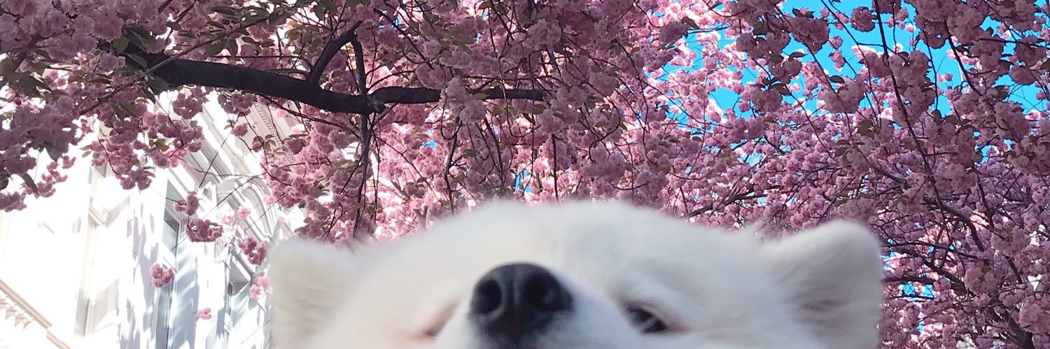 Mayapolarbear's banner