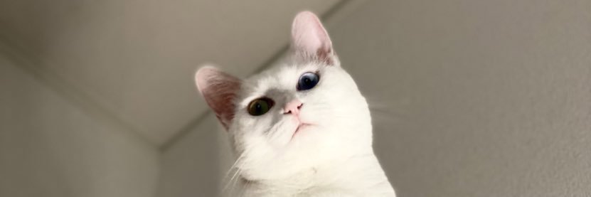 sa11y ねこ渋滞's banner