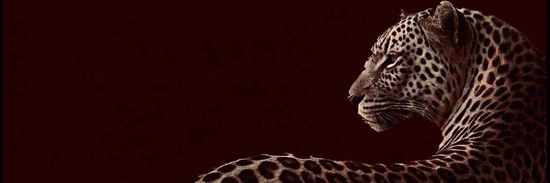 malu's banner