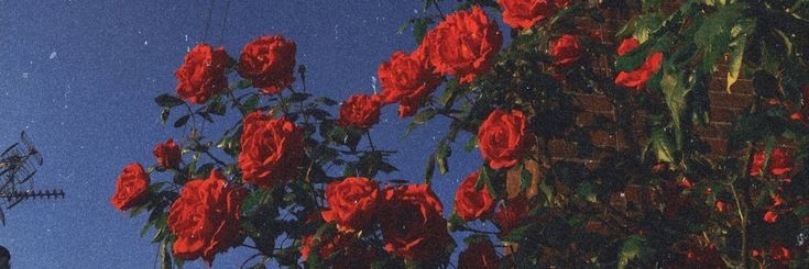 xoxo.Elsa's banner