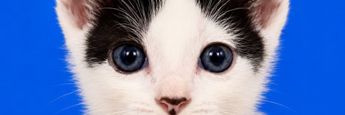 ด.ช.หลีโป้ย 🐈‍⬛❤️'s banner