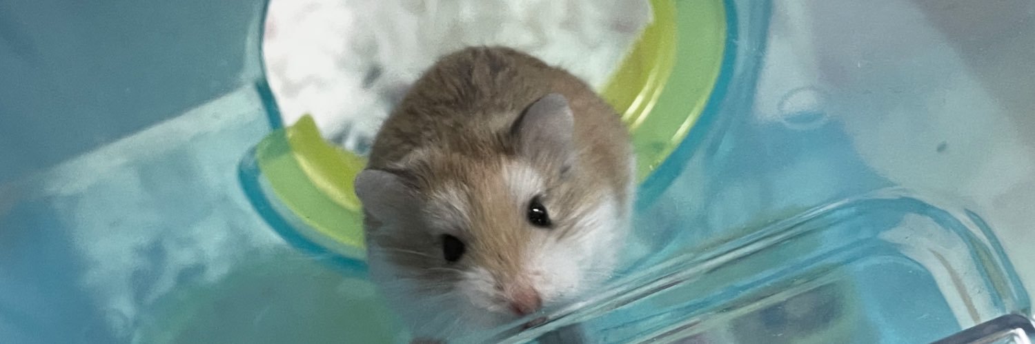 ココカラグミカンパニー🐹's banner