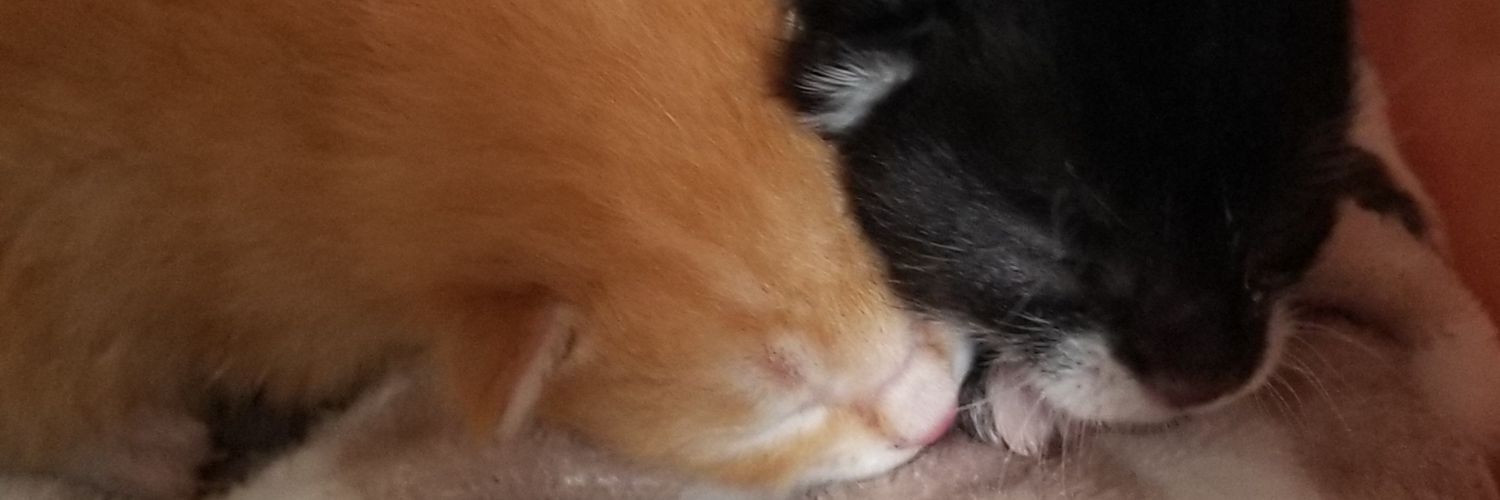🌸ぱな🌸保護猫活動's banner