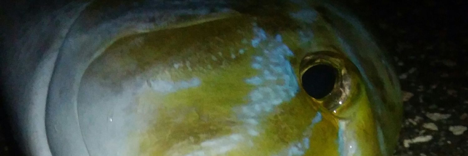 パンチ伊志嶺's banner