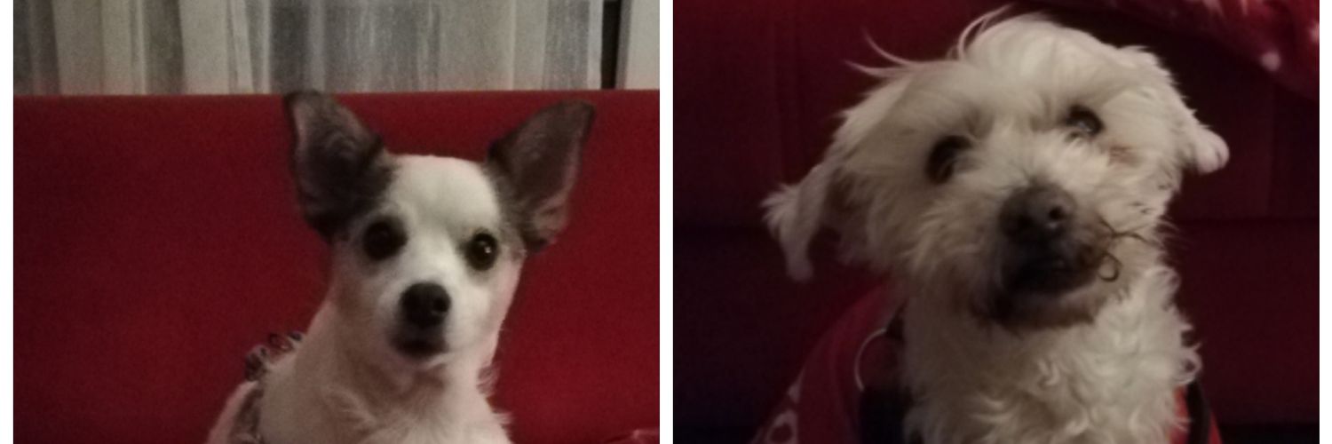 enazüçköpek's banner
