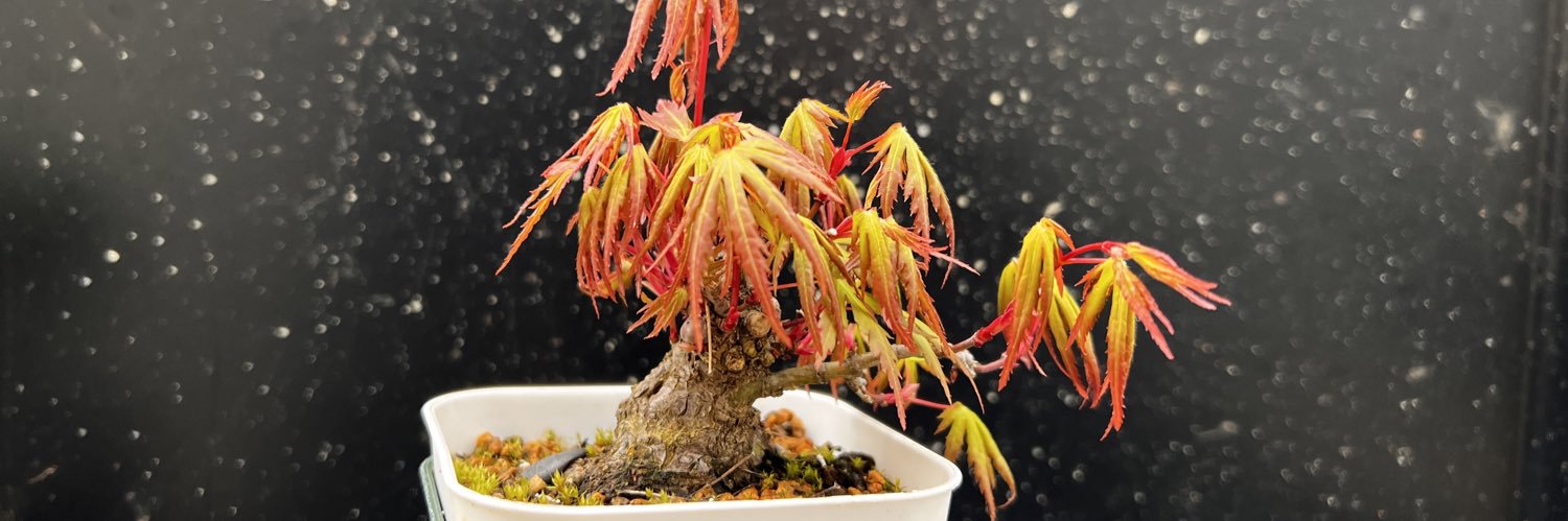 BONSAI BOSSA🪴's banner