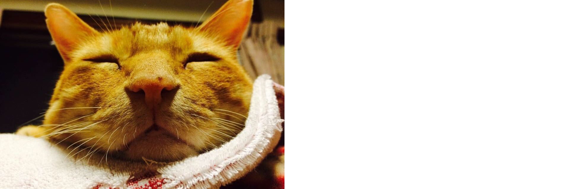 大阪さくらねこの会's banner