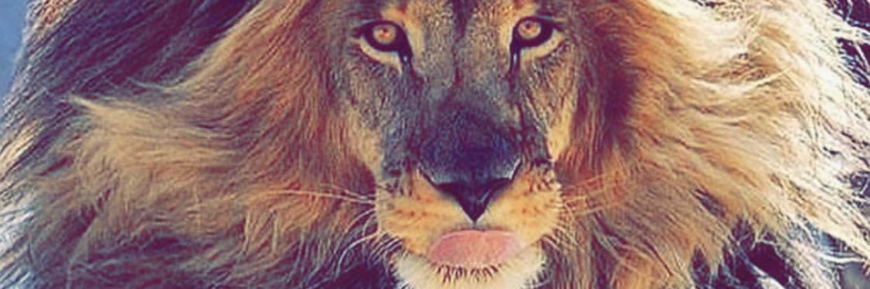 Koba Koindredi's banner