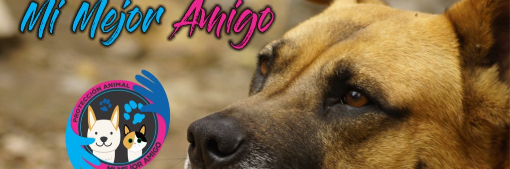 Asociacion de Protección Animal Mi Mejor Amigo's banner