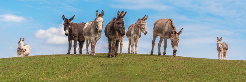 The Donkey Sanctuary's banner