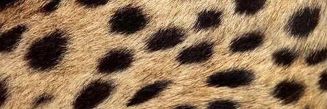 Mistress Jasmine Alieva's banner