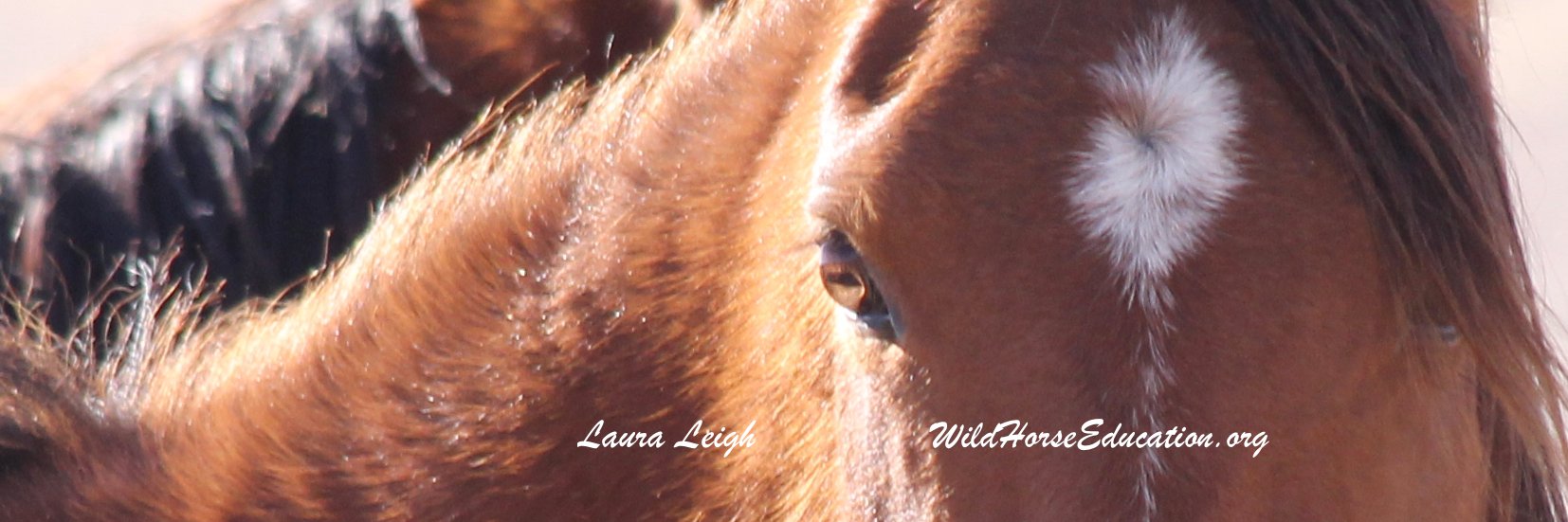 Wild Horse Education's banner