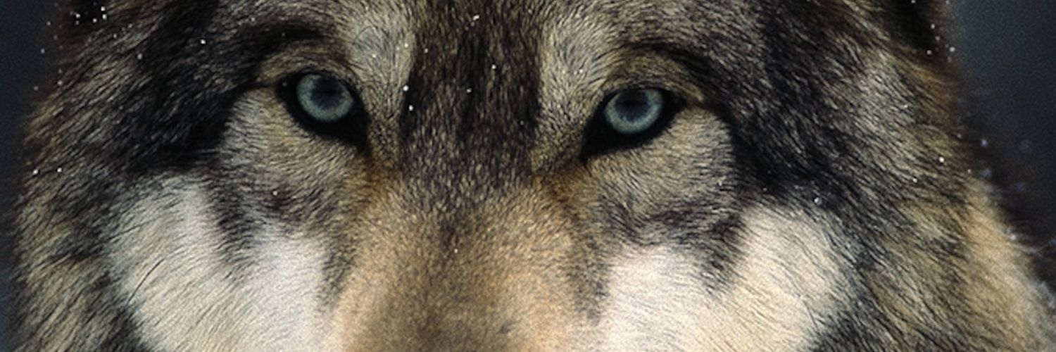 Western_Wolf🐺's banner