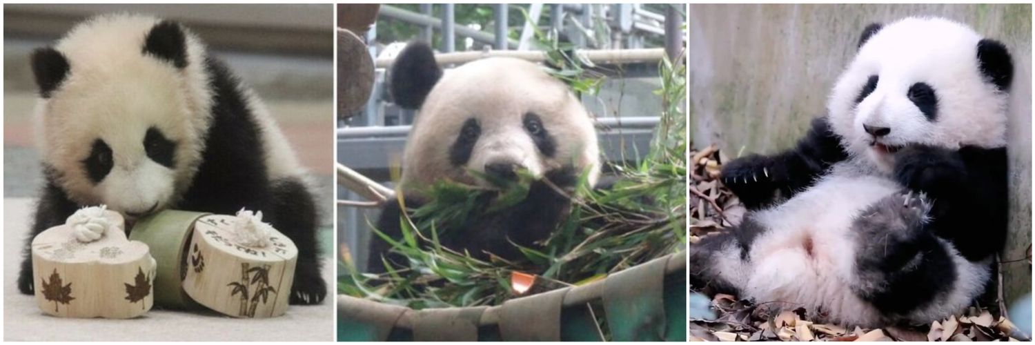 𝔾𝕒𝕜𝕠🐼パンダ専用's banner