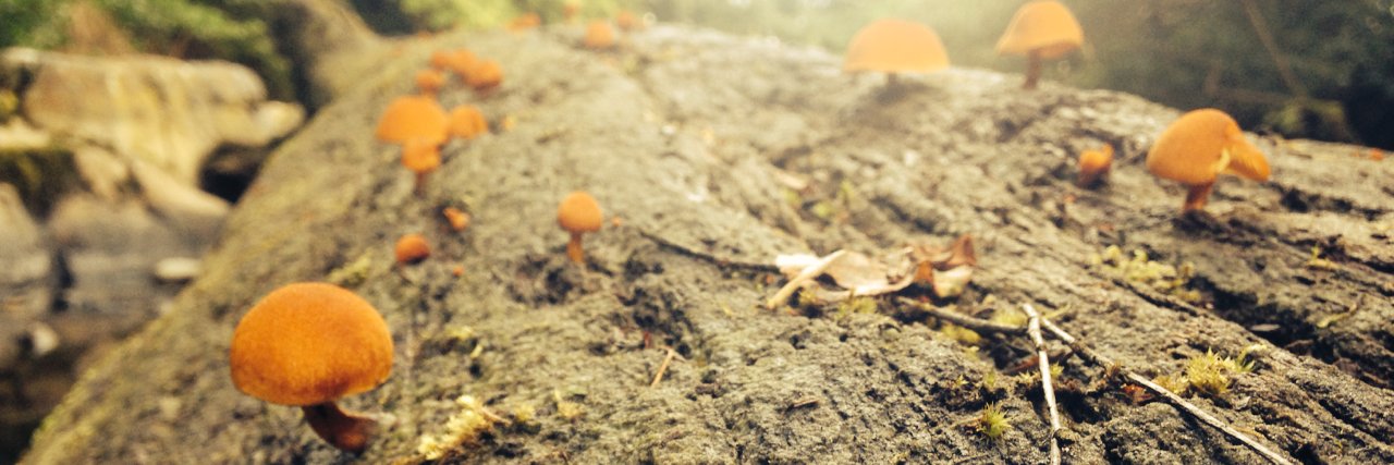 Poke🍂's banner