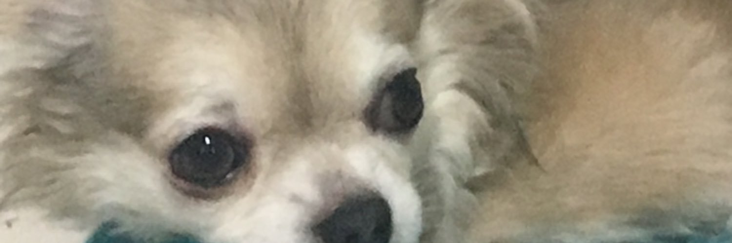 Chappie＆Momo's banner