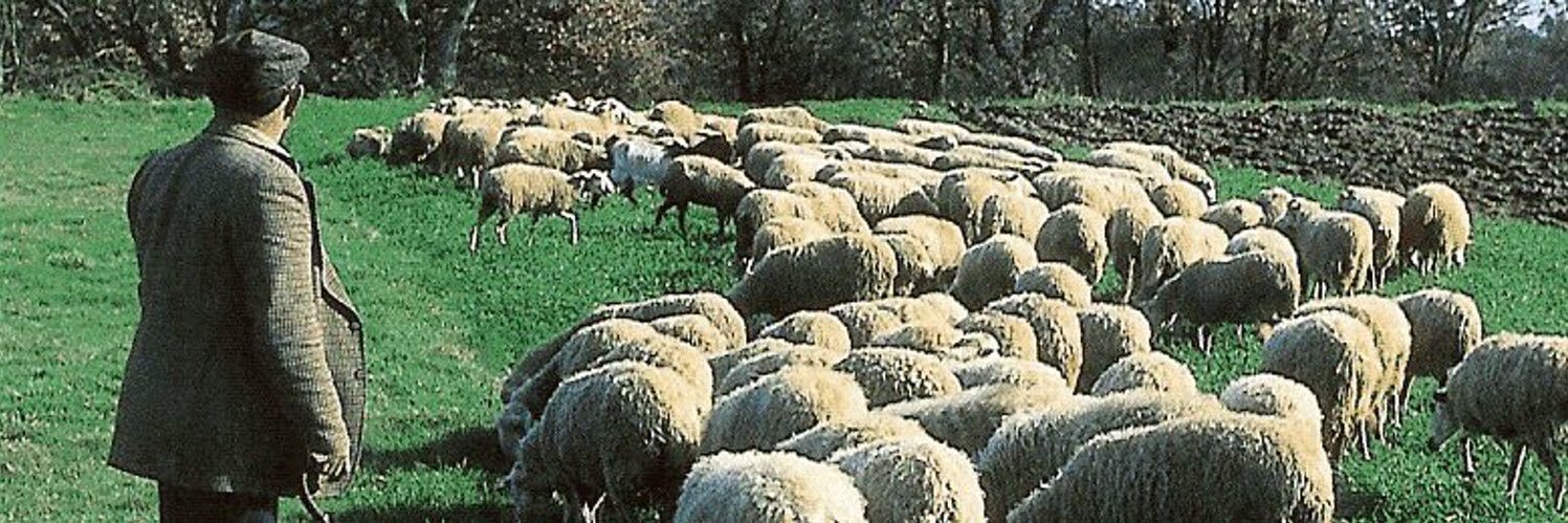 Modorro De Pueblo🐑's banner