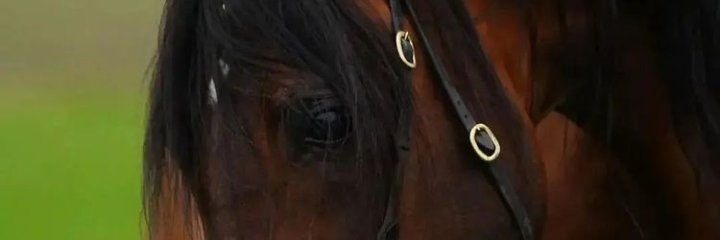 💞فتى الإيمان الفوري💞's banner