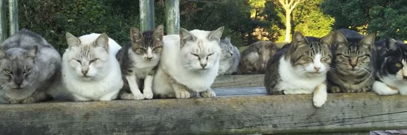 感動猫動画's banner